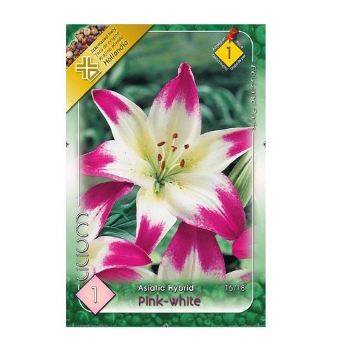 Ľalia asiatic pink-white 1ks