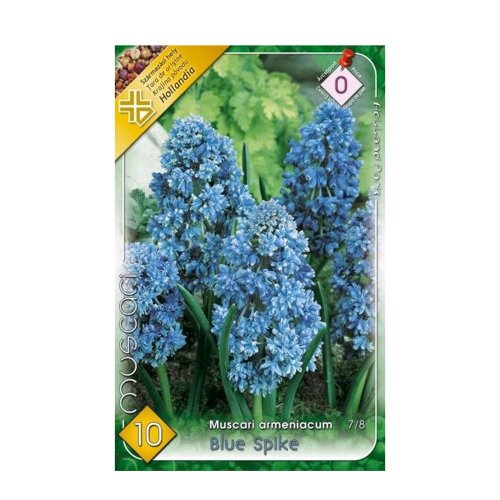 Muscari blue spike 10ks - Umelé kvety