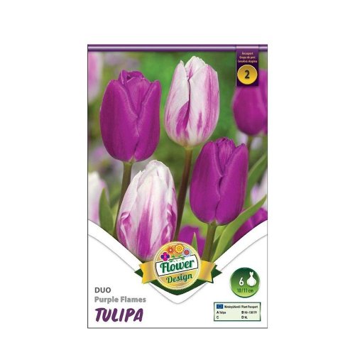 Tulipán duo purple flames 6 ks - Umelé kvety