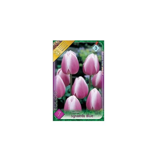Tulipán synaeda blue 7ks - Veľkonočné ozdoby