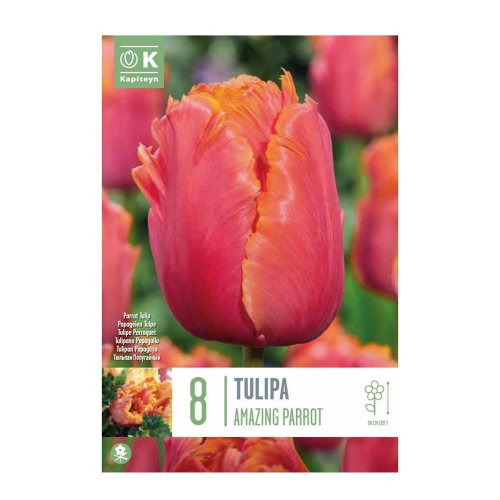 Tulipán amazing parrot 8ks - Umelé kvety