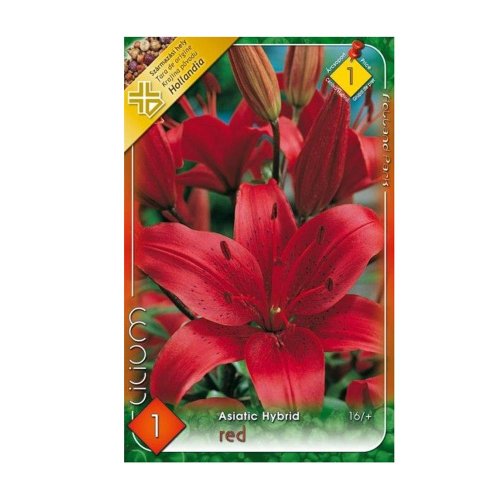 Ľalia asiatic red 1ks - Jesenné dekorácie