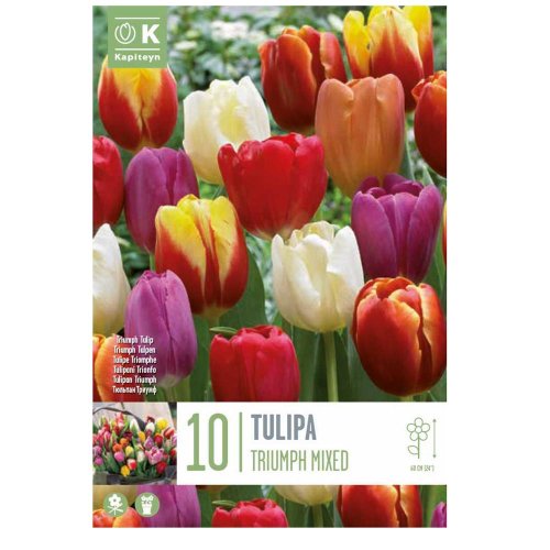 Tulipán triumph mix colours 10ks