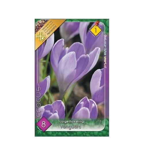 Crocus vanguard 8ks - Jesenné dekorácie