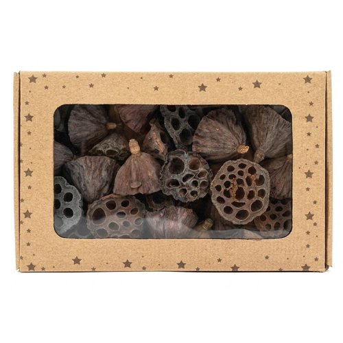 Lotus natur 2-4cm suš - Umelé kvety