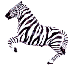 Balónik Zebra čierny - 35cm