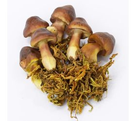 Huby+mach 4,5-5cm s/6