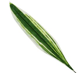 25flk1025 list dracena 60cm