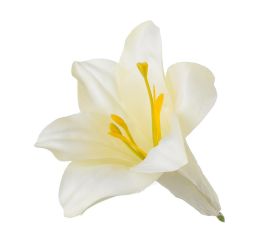 Hlava ľalia wh1752/3 11cm