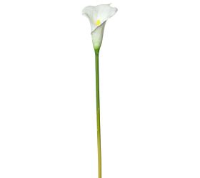 Ks calla biela 70cm