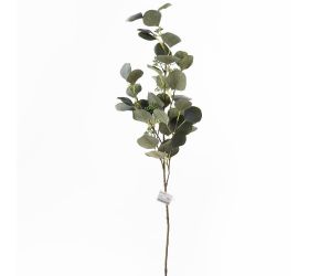 Konár eucalyptus populus plody 86cm