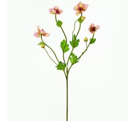 Ks heleborus ružový 65cm