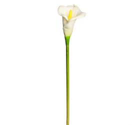 Ks calla biela 65cm
