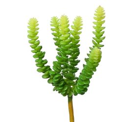 Suculent sedum burrito 25cm