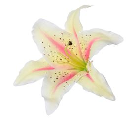 Hlava ľalia bielo-ruž priem:18cm bal:10ks