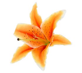 Hlava ľalia oranžová priem:20cm bal:12ks