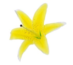 Hlava ľalia žltá priem:21cm bal:12ks