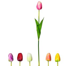 Ks tulipán 6f 55cm
