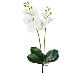 Ks orchidea 2 výhonky 55cm biela