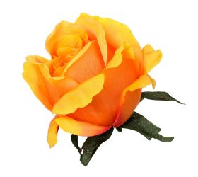 Hlava ruža oranžová priem:8cm bal:12cm