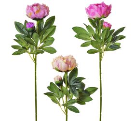 Ks pivonia mix 3f 70cm