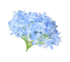 Hlava hortenzia modrá p:12cm bal:12ks