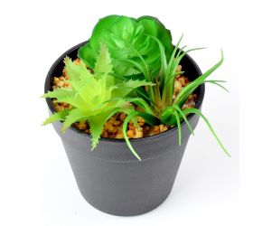 Zeleň succulent v13x10,5cm