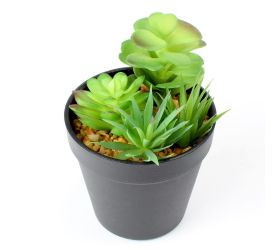 Zeleň succulent v18,5x10,5cm
