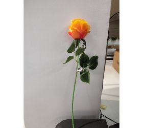 Ks ruža čajová oranžová 45cm