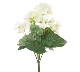 Kytica muškát zonalka krémový 31cm