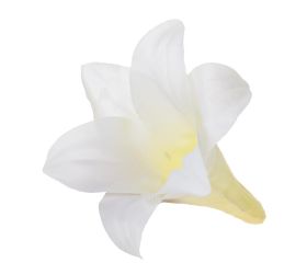 Hlava ľalia biela 14cm