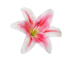 Hlava ľalia krémová 15cm