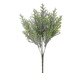 Zeleň tuja sivo-zelená 32cm