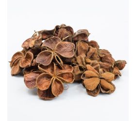 I092npacz lotus (20ks)