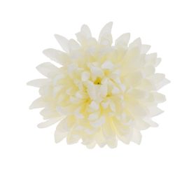 Hlava chryzantéma biela