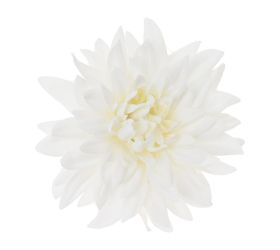 Hlava dahlia 4cm bal.12ks biela