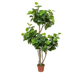 25flk0807 strom hibiscus 173cm