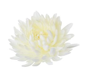 Hlava chryzantéma biela 15cm bal:12ks