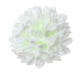 Hlava chryzantéma biela 15cm bal:12ks