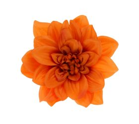 Hlava dahlia 14cm bal.12ks oranžová