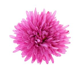 Hlava chryzantéma ružová d:16cm bal:12ks