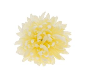 Hlava chryzantéma krém