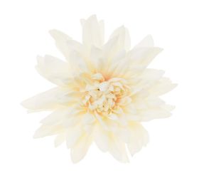 Hlava dahlia 4cm bal.12ks krém