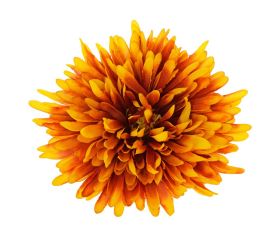 Hlava chryzantéma oranžový melír d:16cm bal:12ks