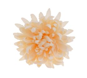 Hlava chryzantéma losos