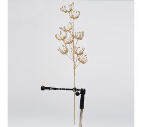 Konár daucus zlatý 70cm