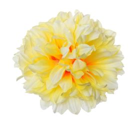 Hlava chryza. krém s oranž stredom v:8cm priem:13cm bal:12ks