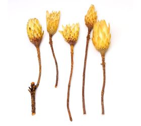 Repens cream veľký 5ks r033pacz protea