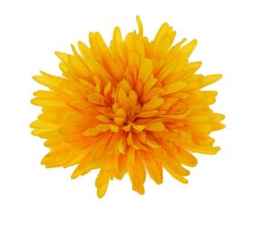 Hlava chryzantéma žltá d:16cm bal:12ks
