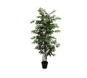 Fikus v plast.kvetináči zel.180cm